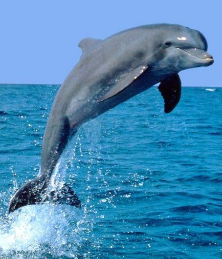 Dolphin (musician)