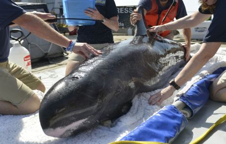 Pygmy killer whale