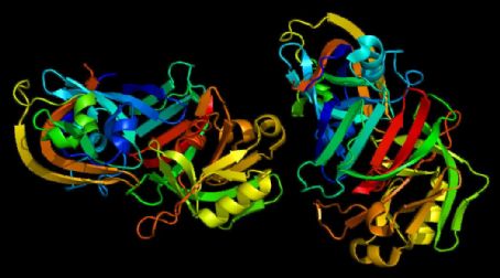 Cathepsin D