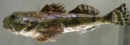 List of Taxa named by Wilhelm Gottlieb Tilesius von Tilenau FamousFix