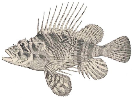 Pterois sphex