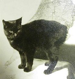 Peta (cat)