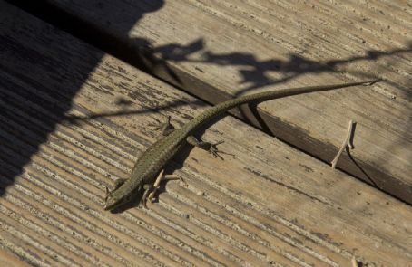 Podarcis virescens