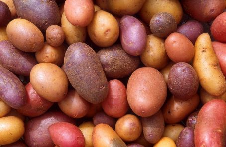 Potato