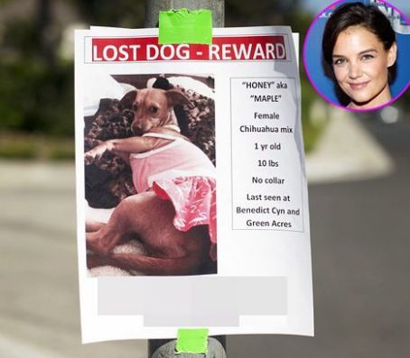 Suri Cruise Loses Her Dog in Los Angeles: See the Missing Poster