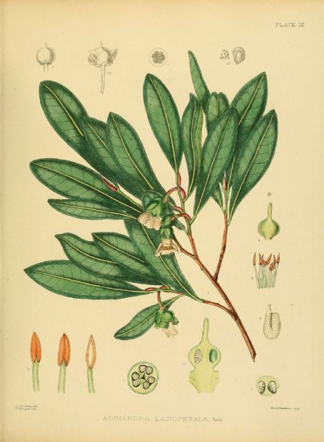 Adinandra lasiopetala
