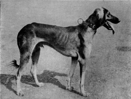 Mahratta Greyhound