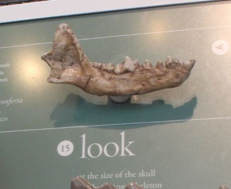 Microtomarctus