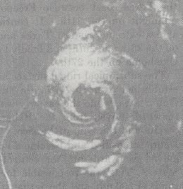 Hurricane Debra (1959)