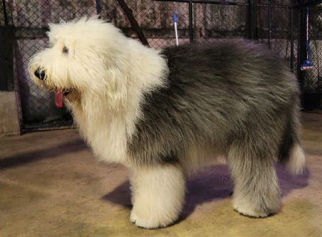 Sheep dog