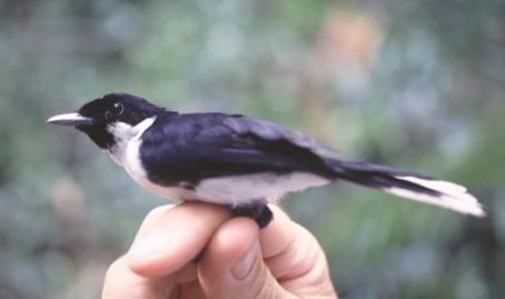 Black-chinned monarch