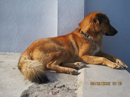 Bakharwal dog