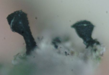 Calicium glaucellum