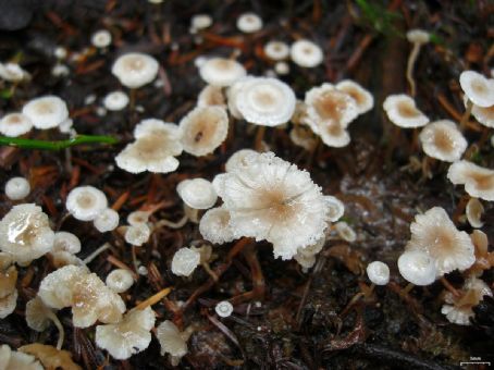 Collybia cirrhata