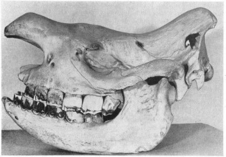 Western black rhinoceros