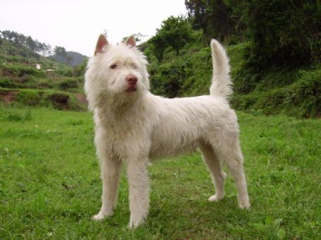 Xiasi Dog