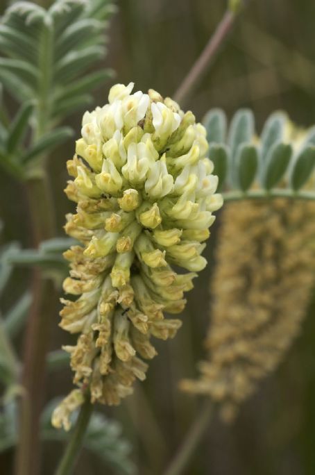 Astragalus pycnostachyus