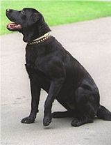 Konni (dog)