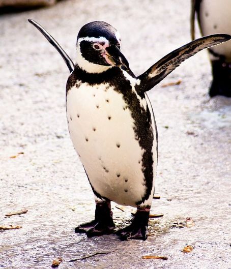 Humboldt penguin