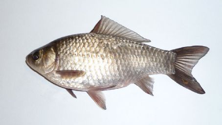 Fish described in 1782 - FamousFix.com list