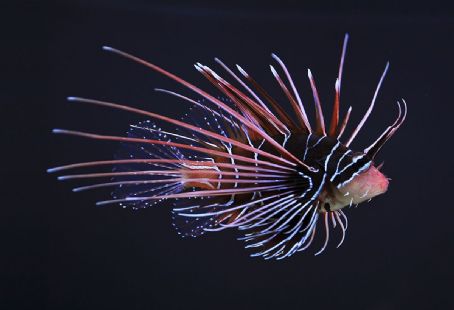 Clearfin lionfish