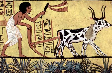 Cattle feeding