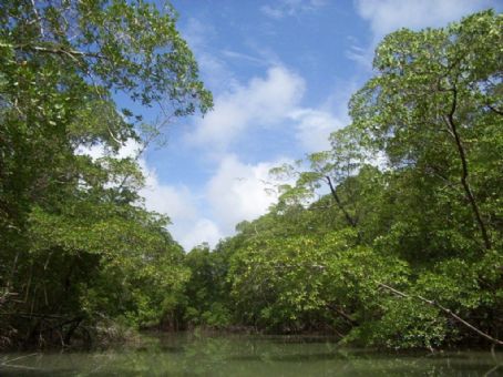 International Year of Forests