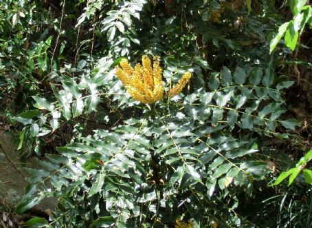 Berberis nepalensis