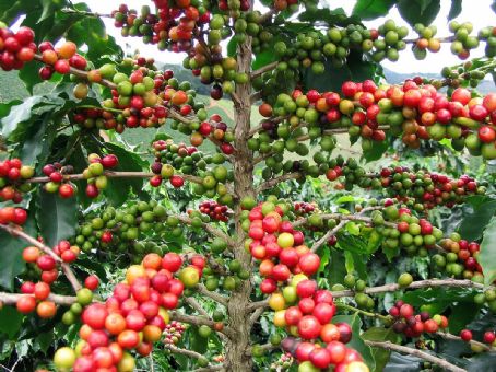 Khawlani Coffee Beans