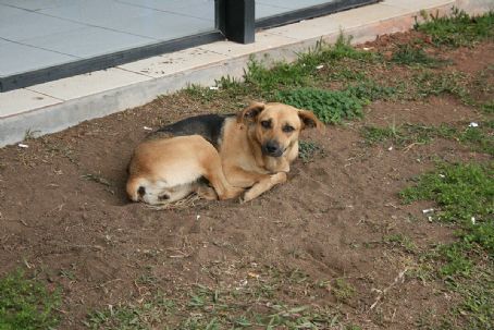 Caramelo (dog)
