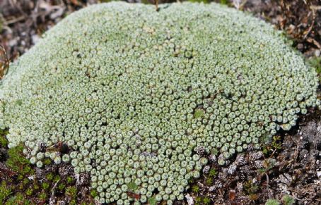 Pterygopappus