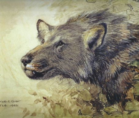 Borophagus hilli