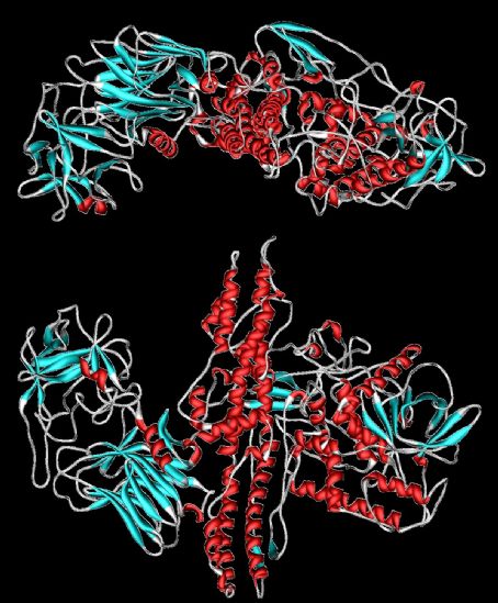 Botulinum toxin