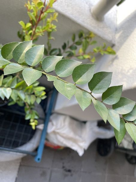 Capparis lucida