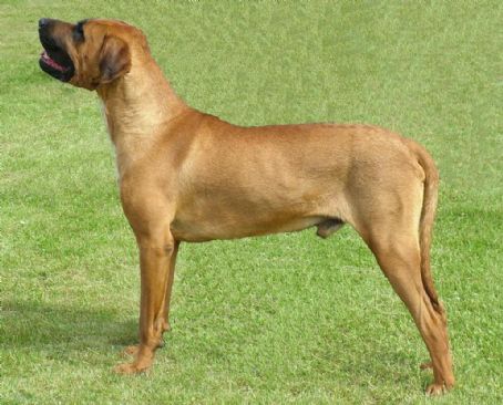 Tosa (dog)