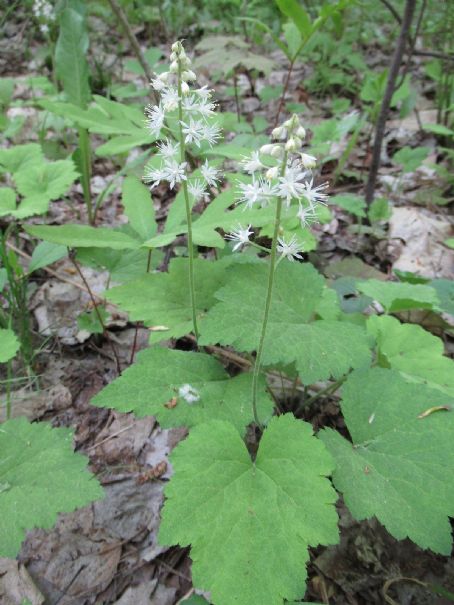 Tiarella stolonifera
