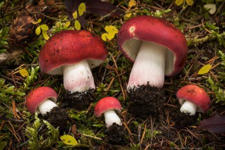 Russula sanguinaria