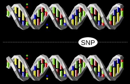 Haplotype