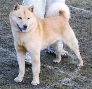 Hokkaido dog