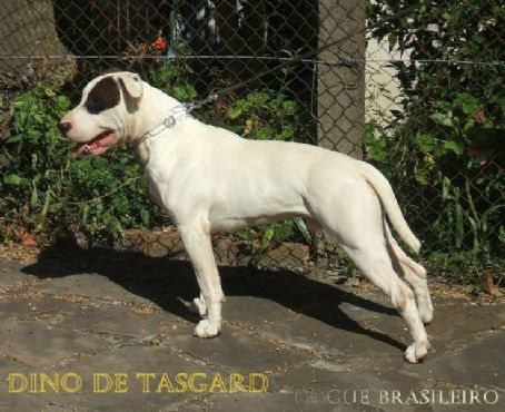 Brazilian Dogo