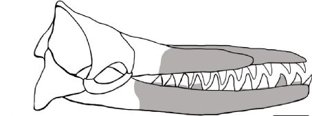 Albicetus