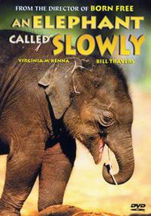 Who is An Elephant Called Slowly dating? An Elephant Called Slowly