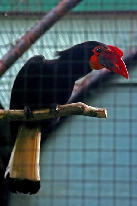 Writhed hornbill