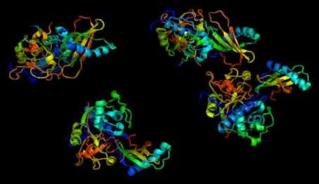 Cathepsin H