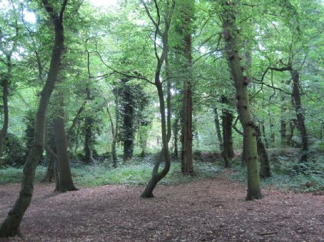 Coppett's Wood and Scrublands