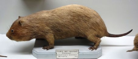 Large bamboo rat