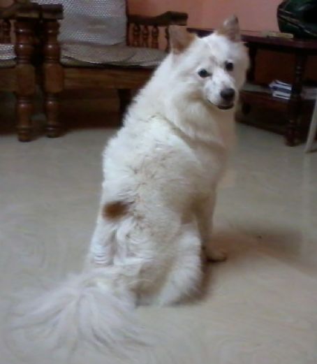 Indian Spitz