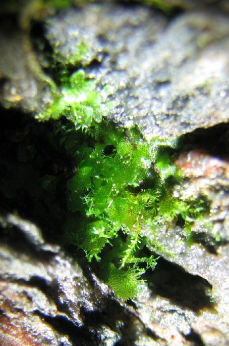 Vittaria appalachiana