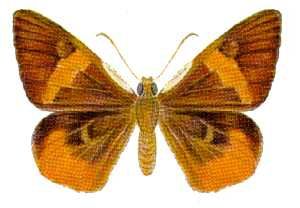 Chaetocneme critomedia