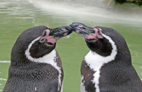Humboldt penguin